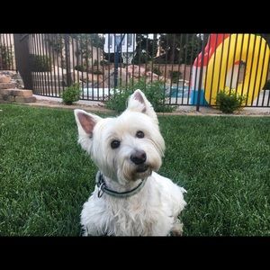 Meet your Posher, Jennifer